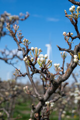 Begin of spring blossom of pear trees in Dutch orchards