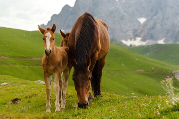 Obraz premium two young horses and one adult free grazing on the mountain. Picos de europa park, spain.