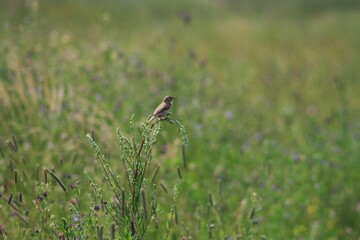 bird on the grass
