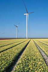 Dutch landscape, colorful tulip flowers fields in blossom in Zeeland province in april