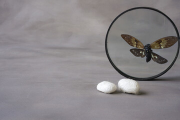 cocoons and butterfly behind magnifying glass
