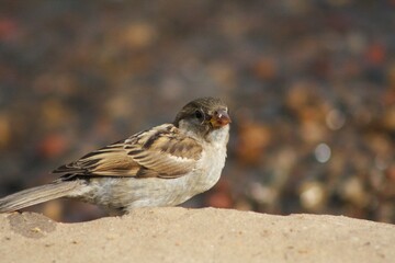 robin on the ground