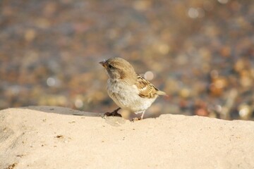 sparrow on the beach