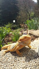 lizard, bearded dragon, dragon, bearded agama, lizard on a rock, angry lizard, angry dragon