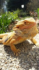 lizard, bearded dragon, dragon, bearded agama, lizard on a rock