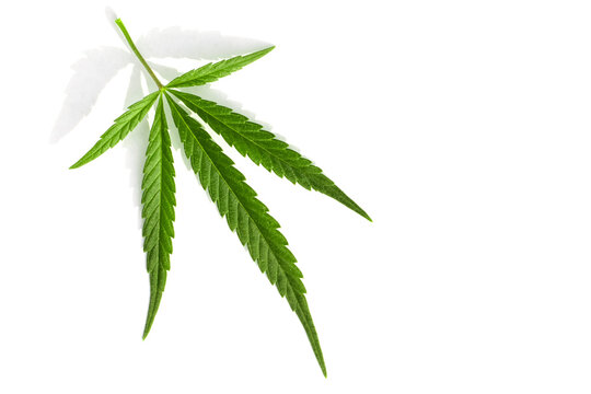 Medical cannabis. High quality marijuana leaf on a white background.