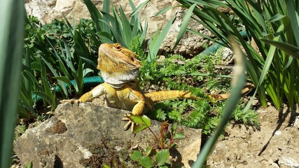 lizard, bearded dragon, dragon, bearded agama, lizard on a rock, lizard in the forest