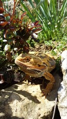 lizard, bearded dragon, dragon, bearded agama, lizard in the garden