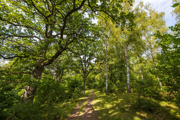 Fototapeta premium Amazing beauty on road in summer forest on blue sky with white clouds. Beautiful autumn nature backgrounds. Sweden.