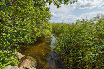 Fototapeta na wymiar Gorgeous nature landscape on a summer day. Green plants, water surface and blue sky with snow white clouds. Sweden.