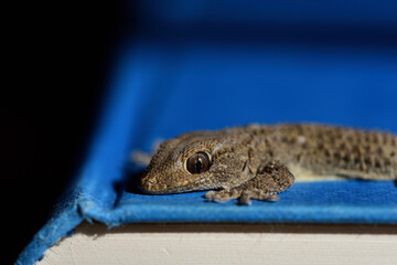 Close-up of a brown lizard sitting on a blue book against a dark background