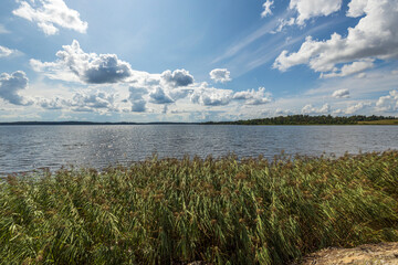 Green plants and lake water surface merging with blue sky and white clouds backgrounds. Sweden.