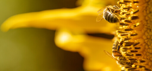 Honey bee collects nectar from sunflower flowers.