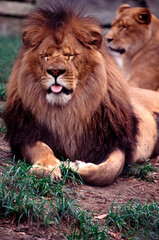 portrait of a lion