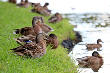 Mallard ducks on a green grass near the water. Lots of male and female wild ducks at lake coast