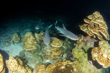 White tip reef sharks at night at Cocos Island