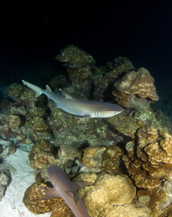 Fototapeta na wymiar White tip reef sharks at night at Cocos Island
