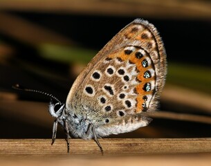 Plebejus argus idas.