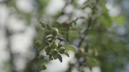 apple tree with small green apples on a branch