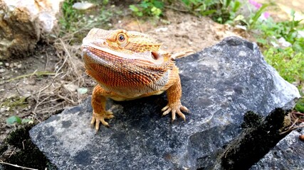 lizard on a rock, bearded dragon, lizard, bearded agama, agama