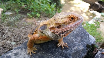 lizard, bearded dragon, dragon, bearded agama, lizard on a rock