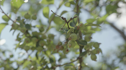 apple tree with small green apples on a branch