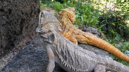 lizard, bearded dragon, dragon, bearded agama, lizard on a rock