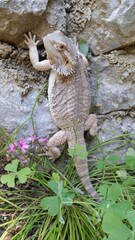 lizard, bearded dragon, dragon, bearded agama, lizard on a rock