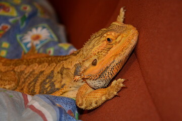 lizard, bearded dragon, dragon, bearded agama, lizard snuggling, lizard snuggle, dragon snuggle, dragon snuggling 