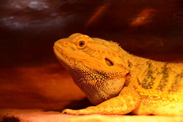 lizard, bearded dragon, dragon, bearded agama, male dragon face, male lizard face, dragon face, lizard face