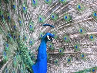 Obraz premium peacock with feathers out