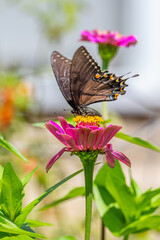 Fototapeta na wymiar Swallowtail butterfly perched on pink zinnia flower in garden in summer