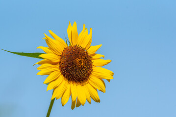 Single yellow sunflower blooming against blue sky background