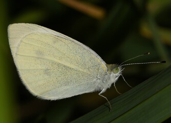 Pieris rapae butterfly.