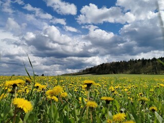 Field of blooming yellow sunflowers in the field