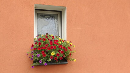 Fototapeta na wymiar Abundance of red flowers growing under a window, copy space over orange wall 