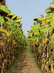 between the rows of a field of sunflowers © sebi_2569