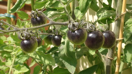 Black heritage tomatoes ripening on the vine  