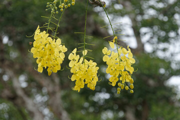 Belles fleurs jaunes du Cassier en Guyane française.