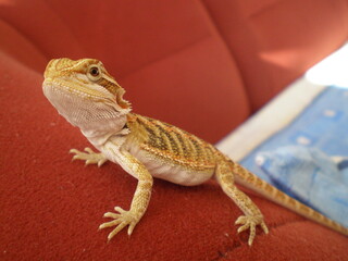 lizard, bearded dragon, dragon, bearded agama, little dragon, small lizard, little agama, 