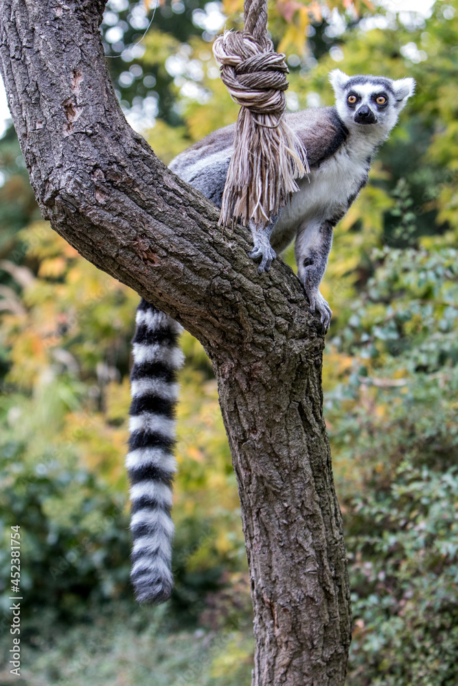 Sticker Vertical shot of a Lemur on the tree branch