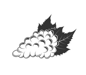 Bunch of grapes isolated on white background. Vector illustration