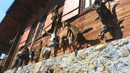 Western background photo with animal skull and cowboy hat