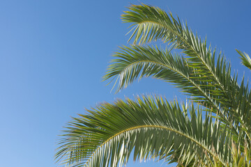 Fototapeta na wymiar Tropical palm leaves, blurred background