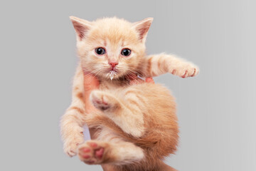 Hand holds little ginger kitten with milk around his mouth after feeding. Isolated background