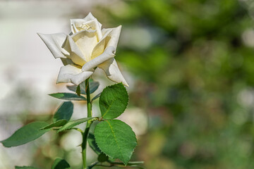 floral background of white rose on a flower bed in a garden