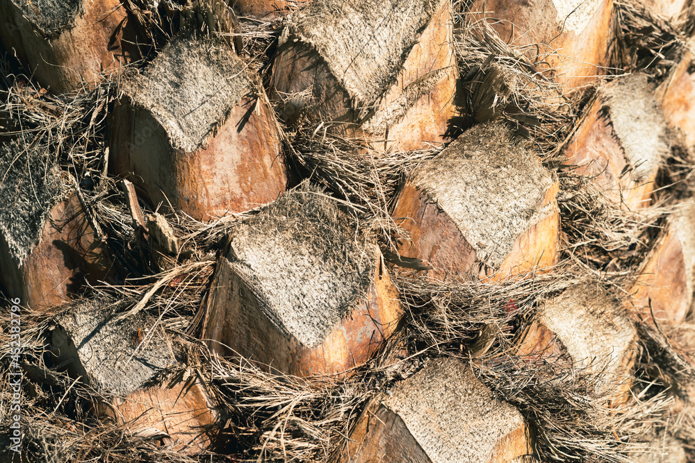 Aufkleber a full frame photograph of the bark on a palm tree trunk