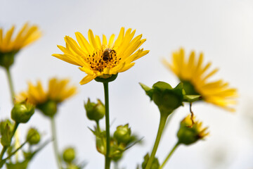 Silphium perfoliatum