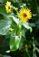 Silphium perfoliatum