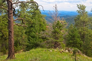 Pine trees surround a hilltop and provide a beautiful foreground with the rolling hills off in the distance.